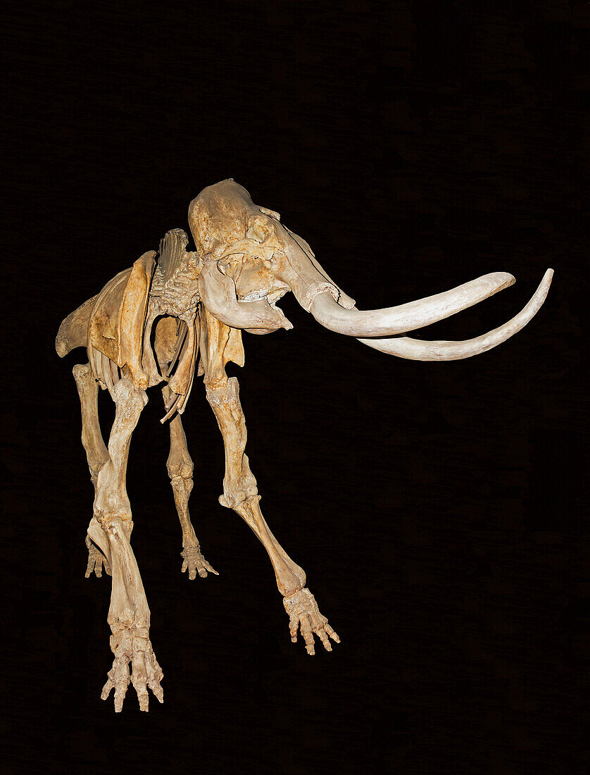 Columbian mammoth fossil skeleton