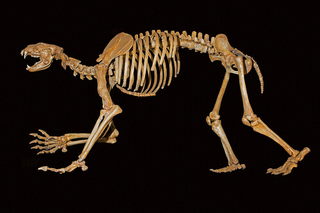 Short-faced bear (Arctodus simus) fossil skeleton