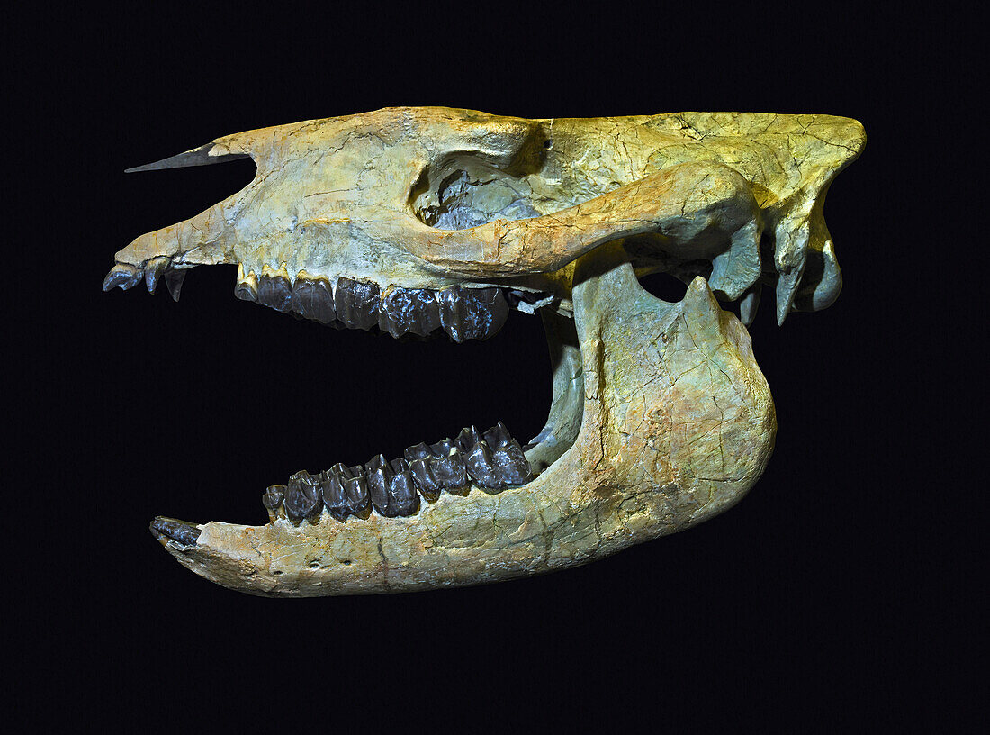 Hornless rhino skull (Subhyracodon occidentalis)