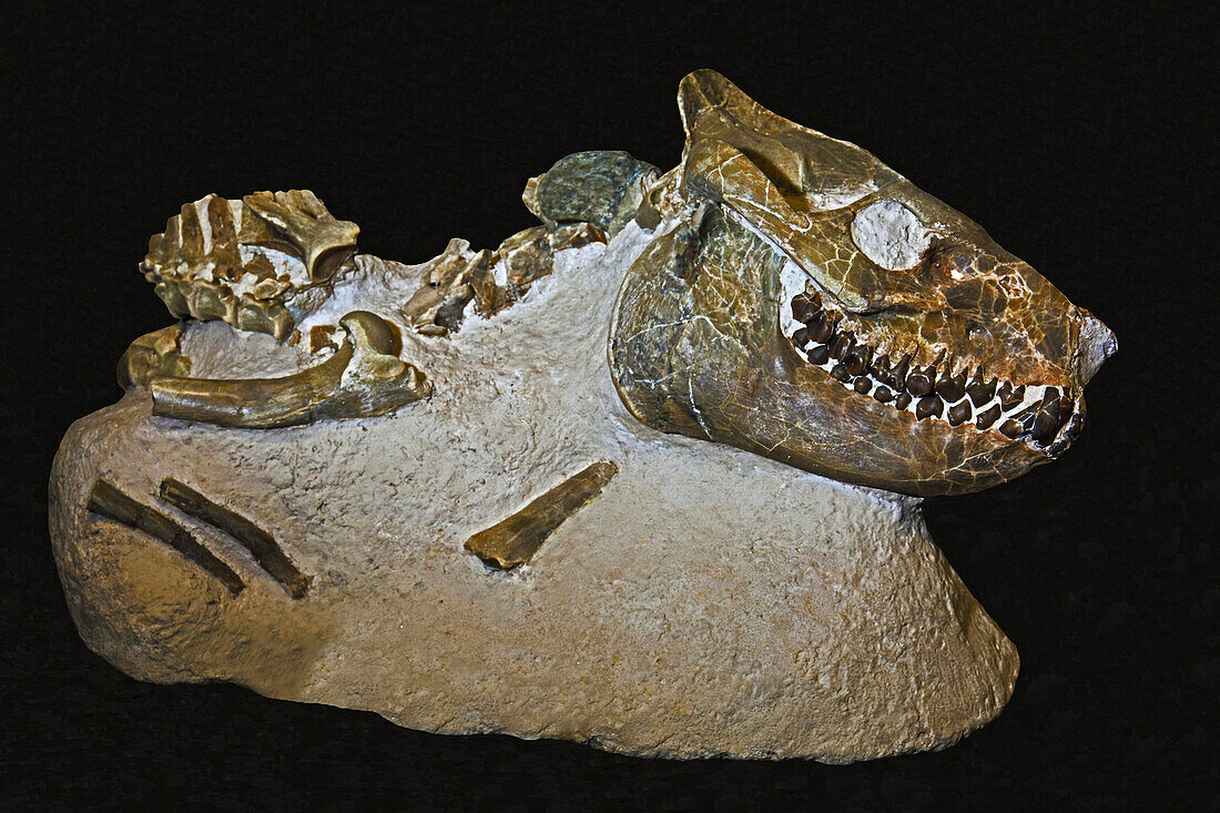 Merycoidodon gracilis