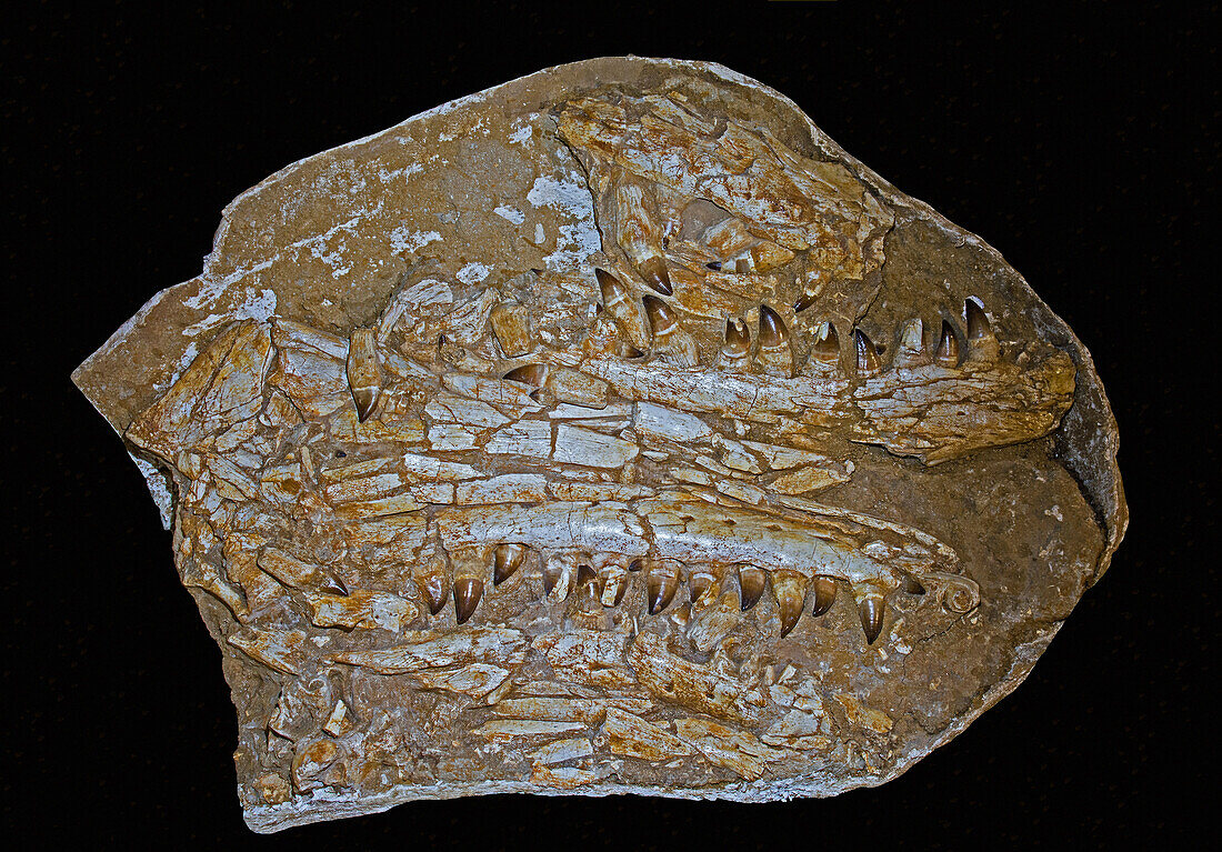 Fragmented Prognathodon skull
