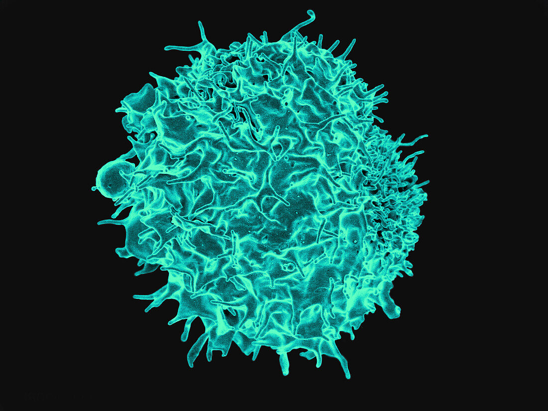 T-lymphocyte, SEM
