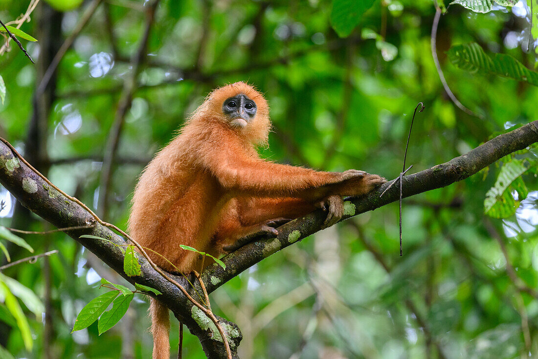 Red leaf monkey