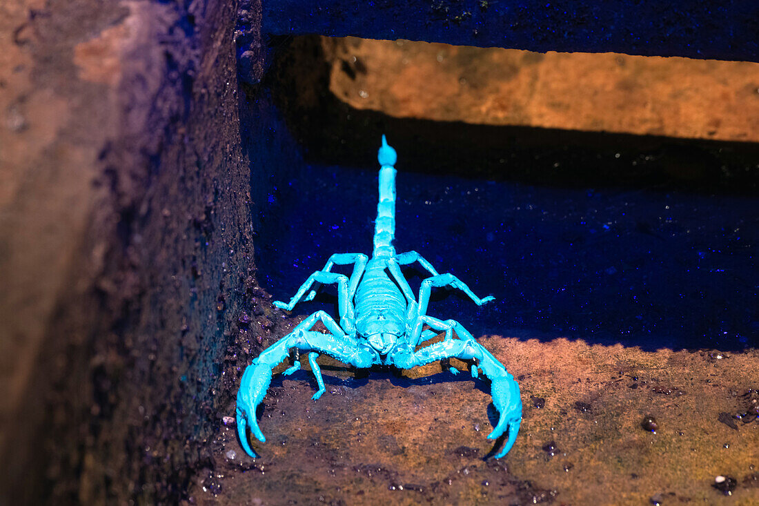 Scorpion fluorescing in ultraviolet light