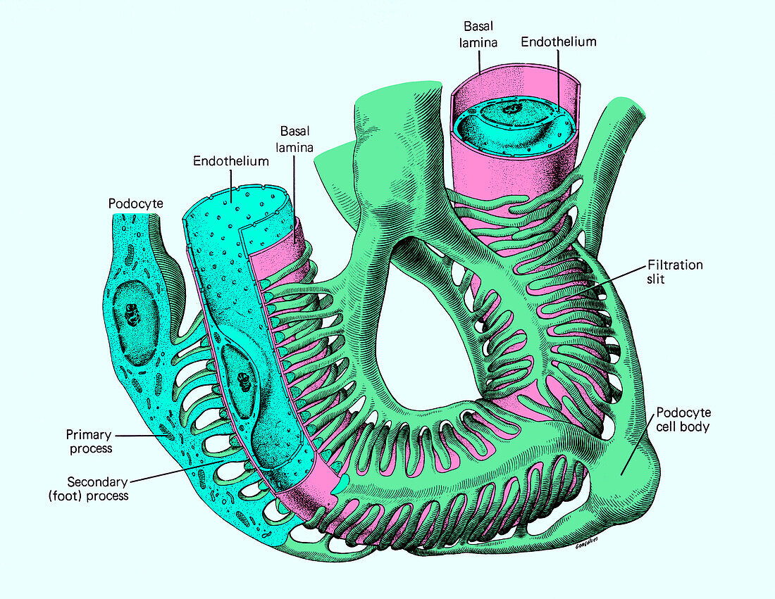 Podocytes on a glomerulus