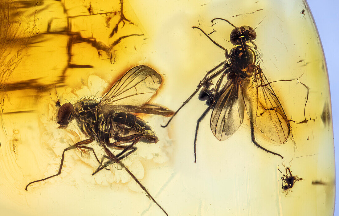 Long-legged flies trapped in Baltic amber