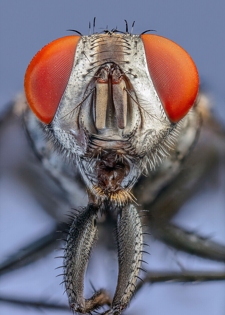 Flesh fly