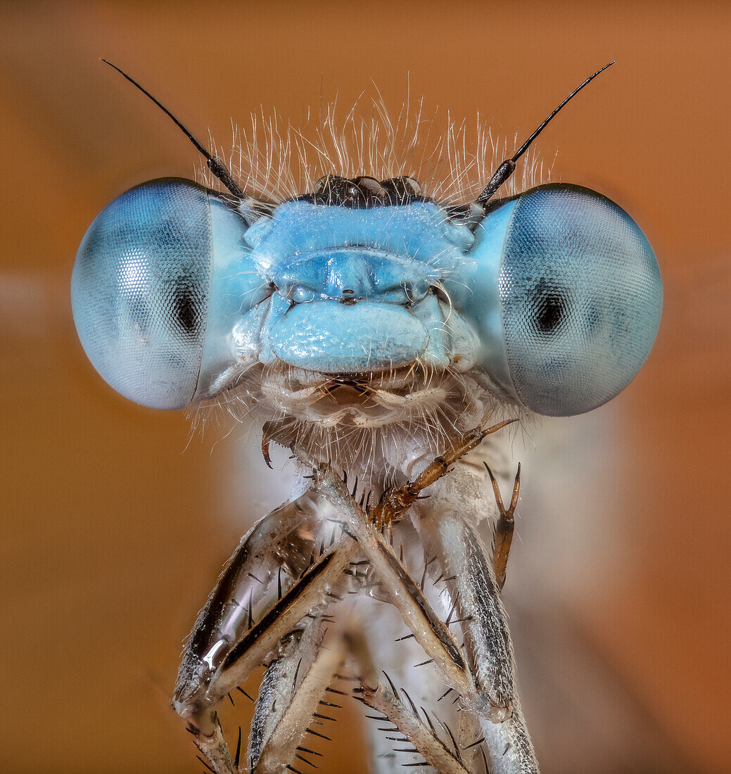 Face of a damsel fly