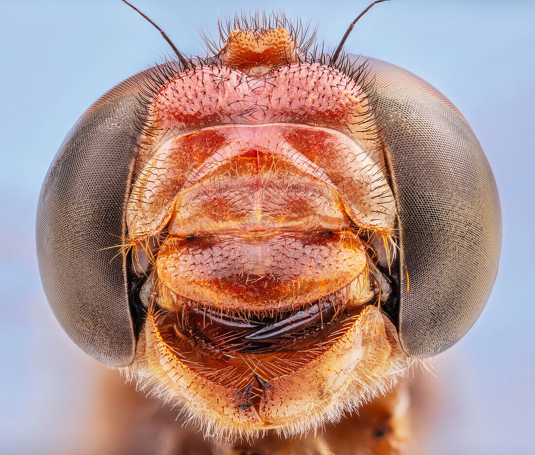 Compound eyes and mouthparts of cardinal meadowhawk dragon fly