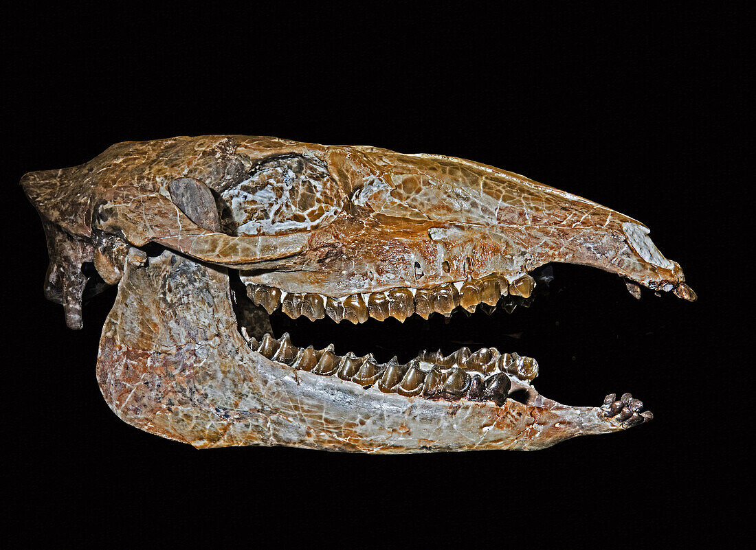Early small horse skull (Mesohippus bairdi)