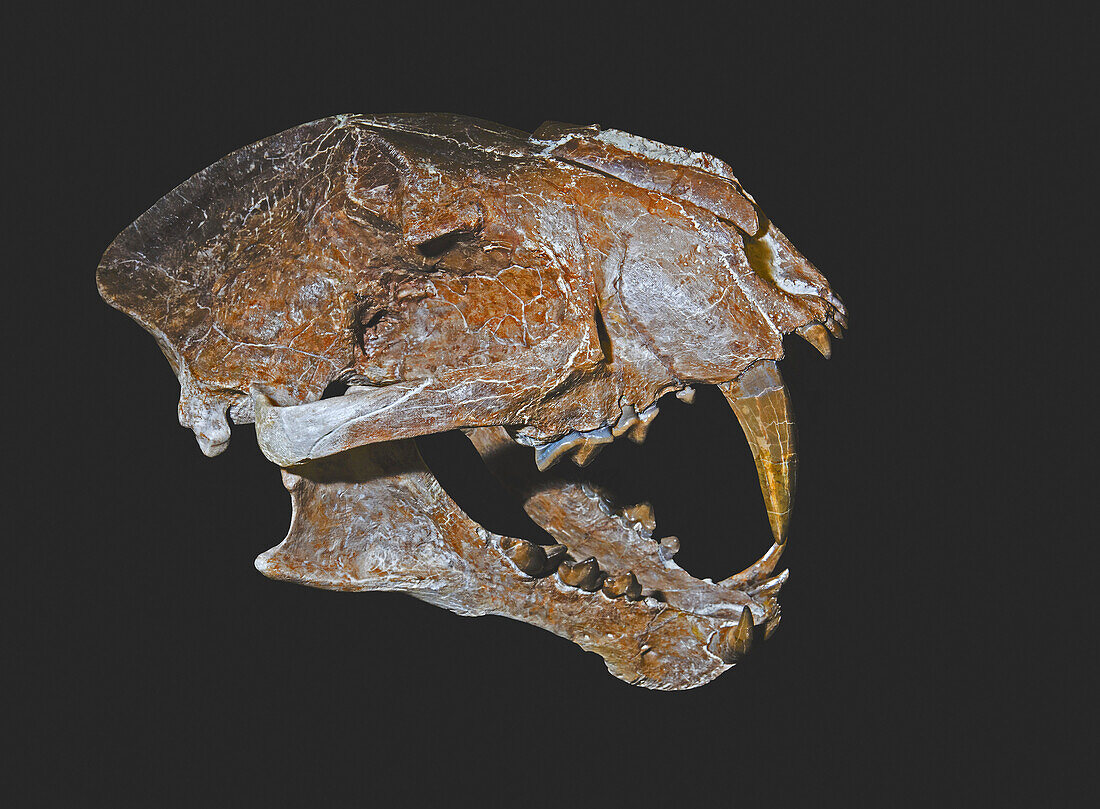 False Saber tooth cat skull (Dinictis felina)