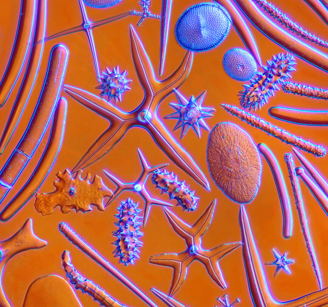Sponge spicules and sea cucumber, light micrograph
