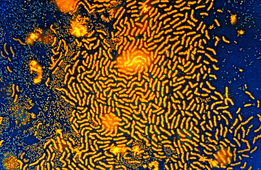 Aquatic surface bacteria, light micrograph