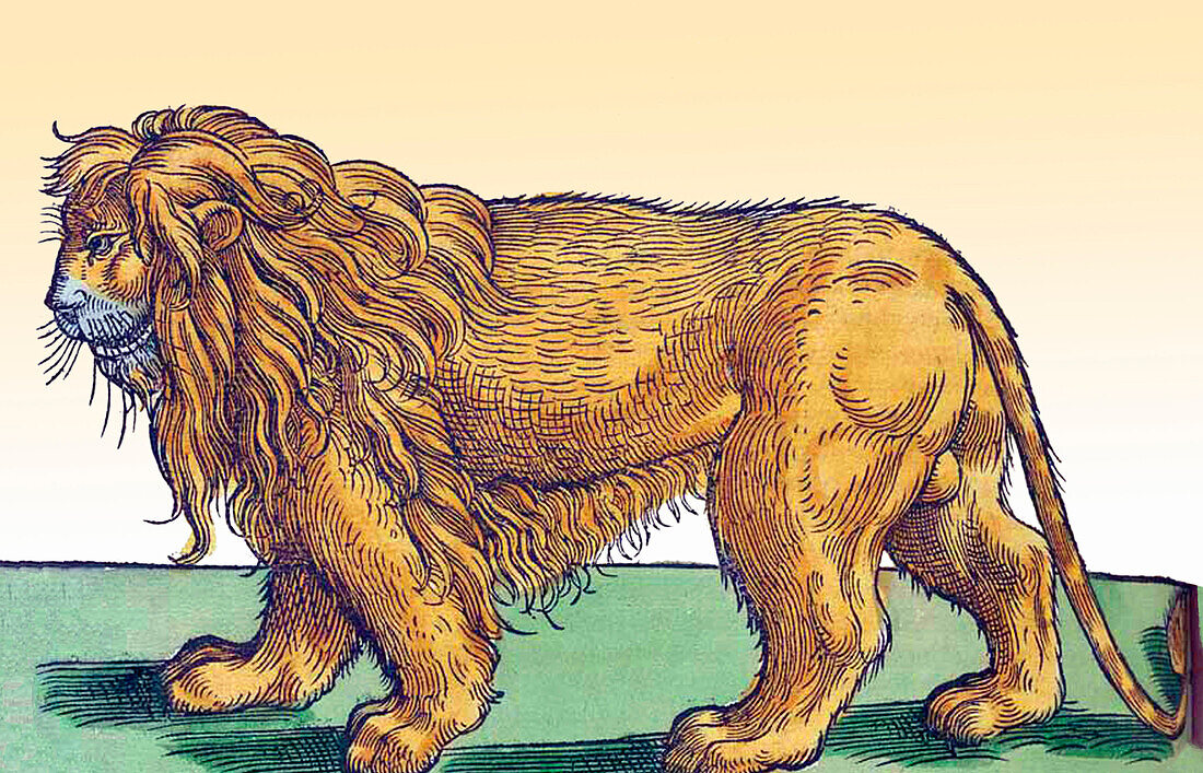 Gessner, lion, 16th century
