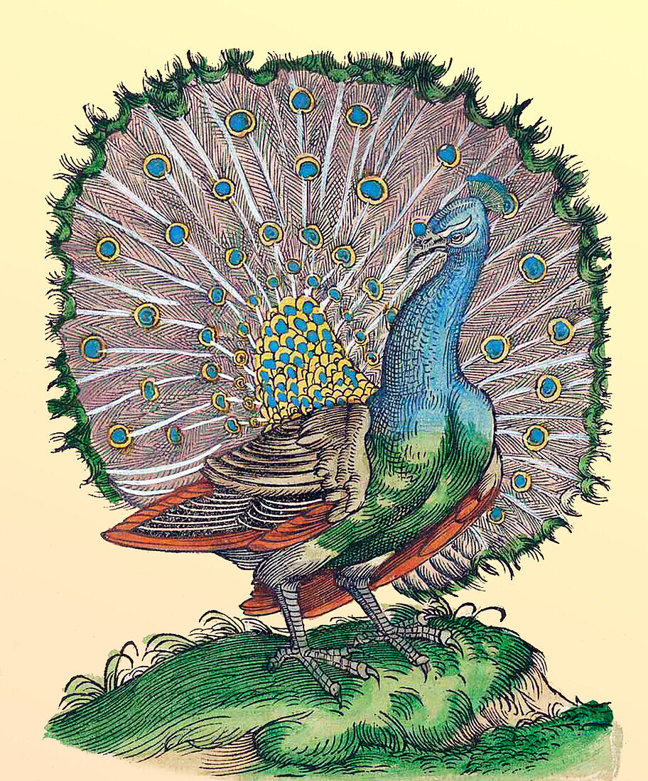 Gessner, peacock, 16th century