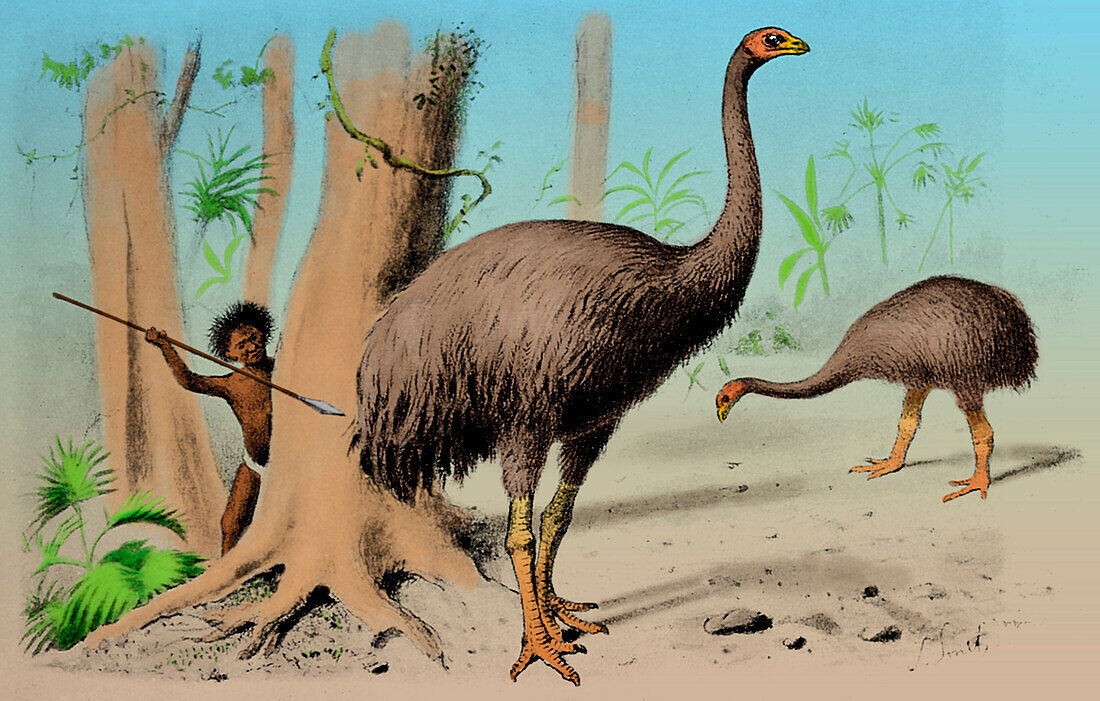 Giant moa, Cenozoic bird