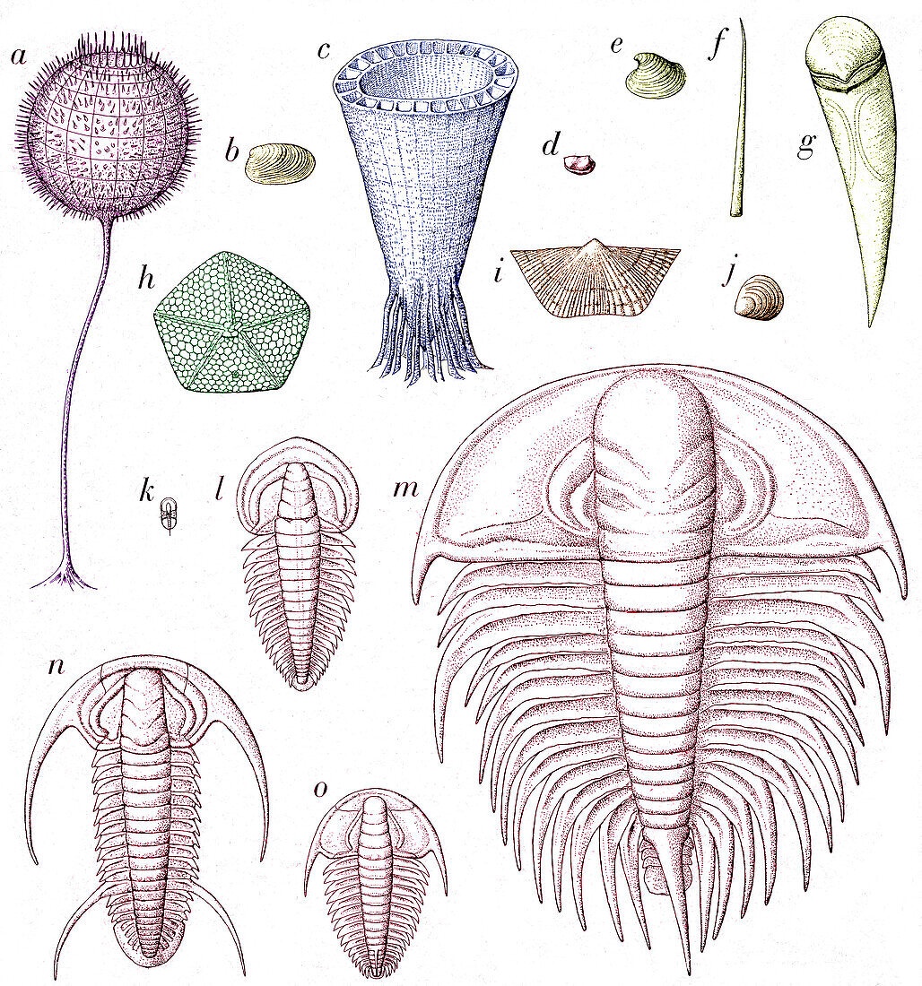 Cambrian fauna