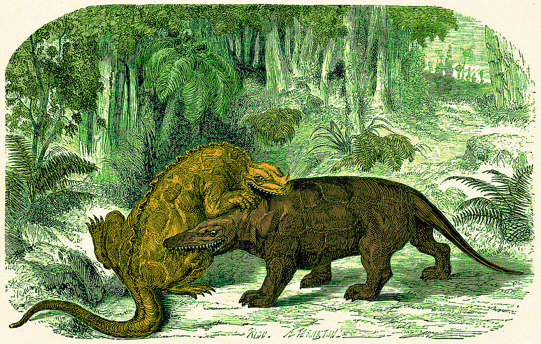 Iguanodon biting Megalosaurus