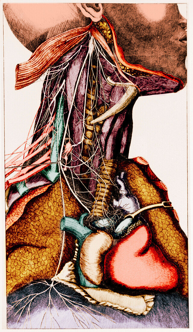 Anatomy of the neck