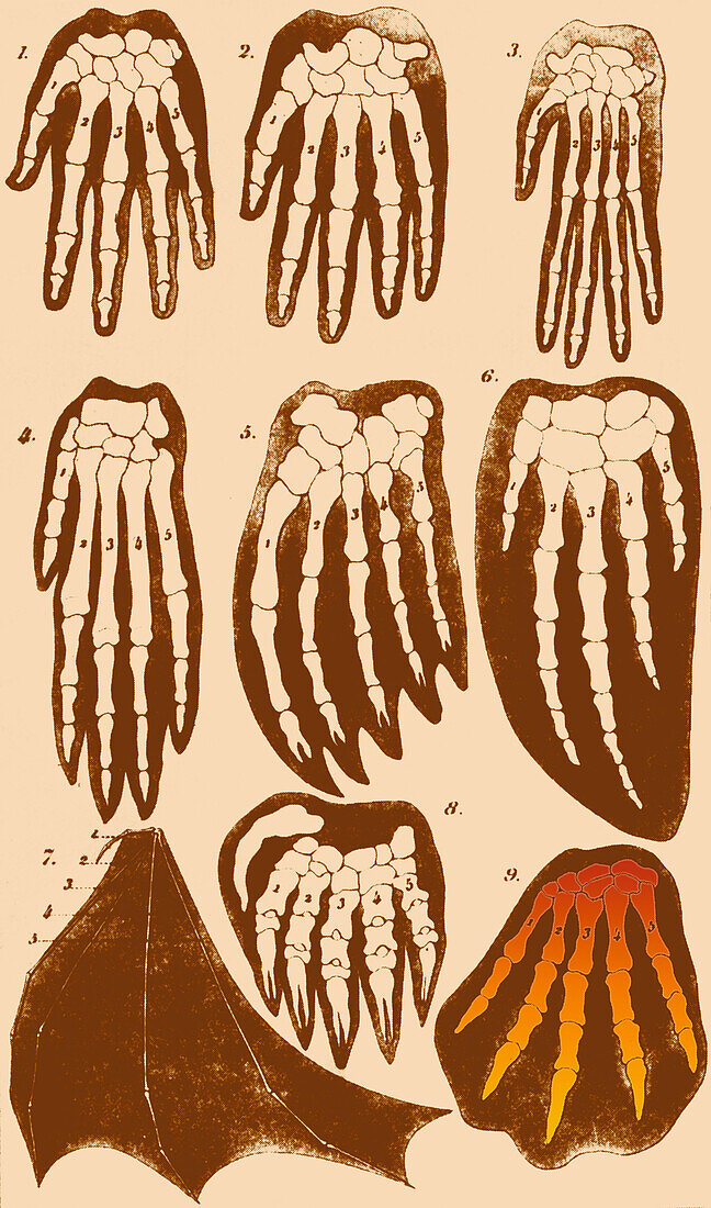 Vertebrate mammal forefeet, Ernst Haeckel