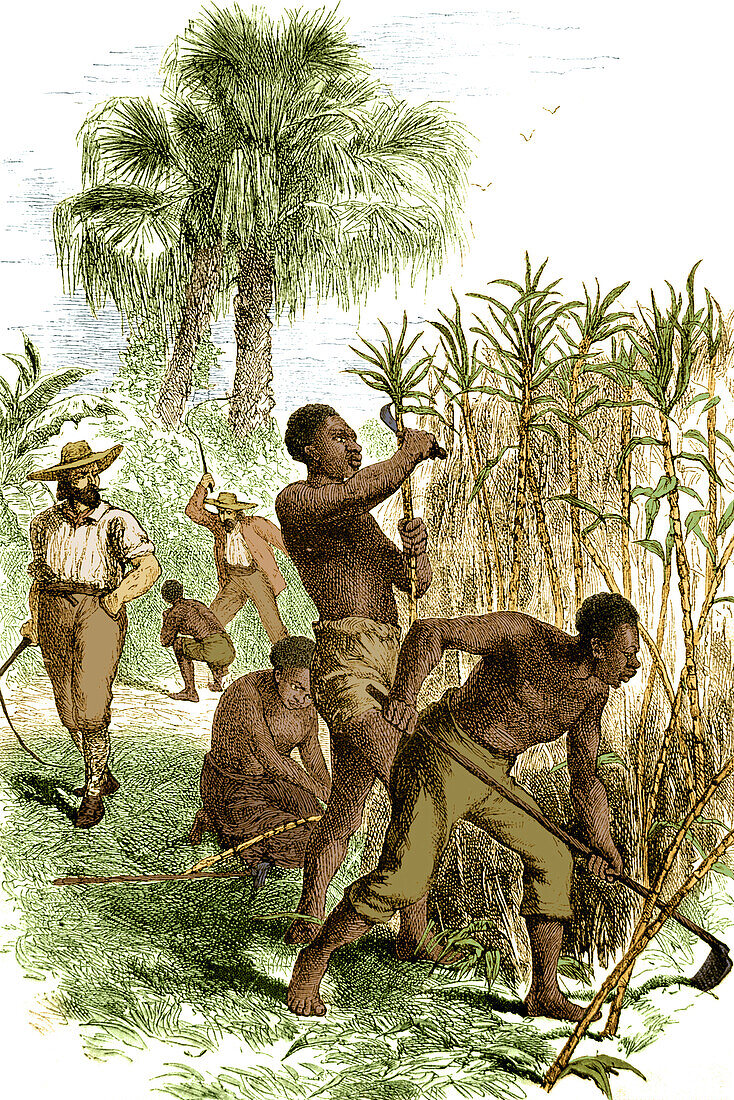 Slavery, Caribbean sugar plantation