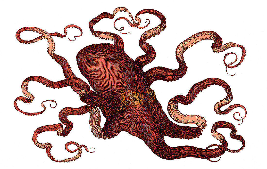 Octopus, 19th century