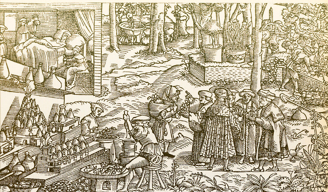Medical herb cultivation, 16th century illustration