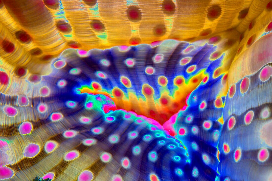 Anemone, abstract image