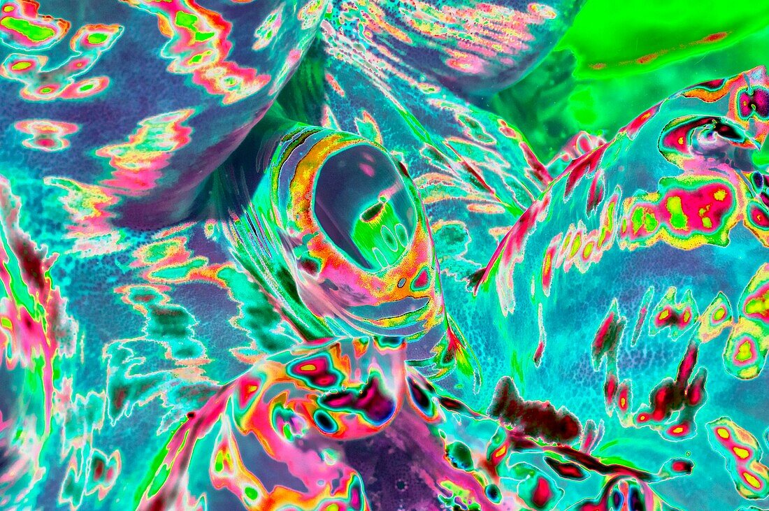 Giant clam, abstract image
