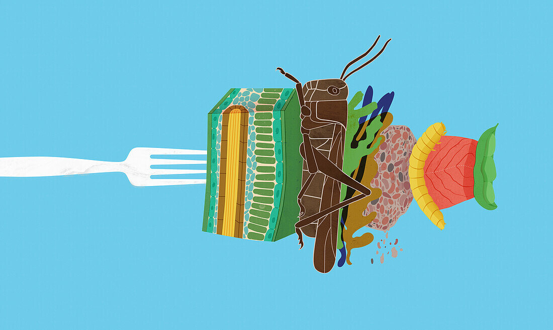 Protein alternatives on fork, illustration