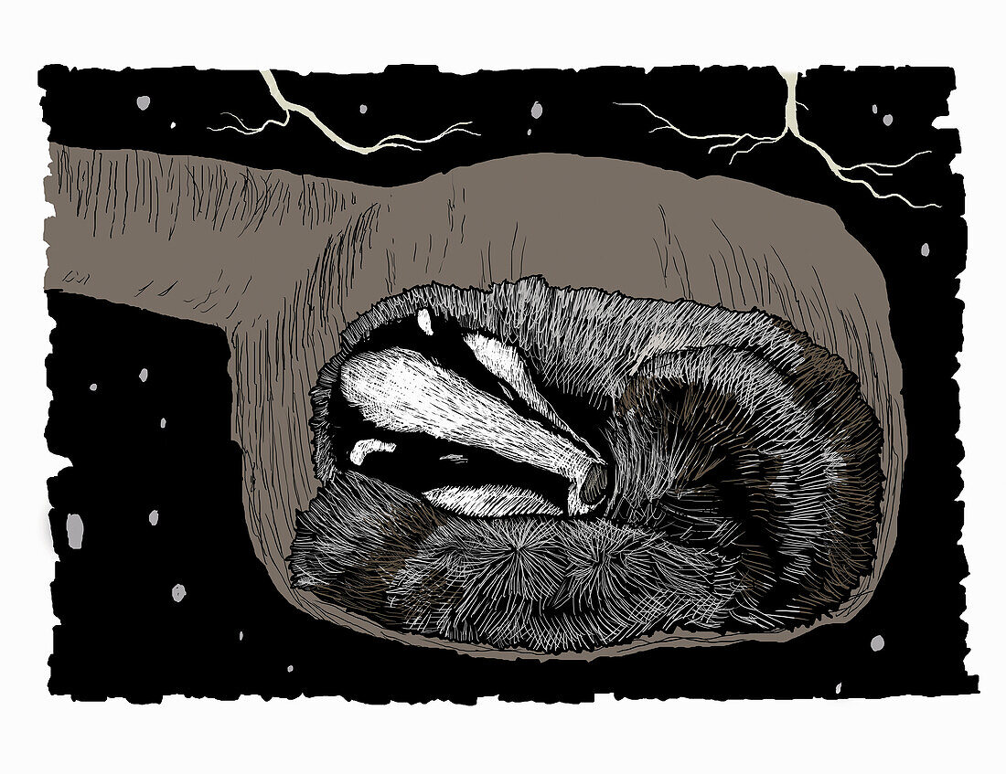 Badger asleep in underground den, illustration
