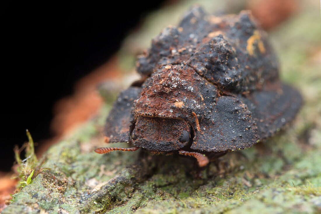 Armoured Darkling beetle