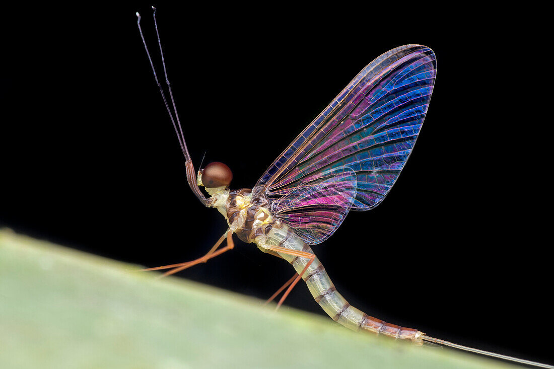 Mayfly with iridescent wing