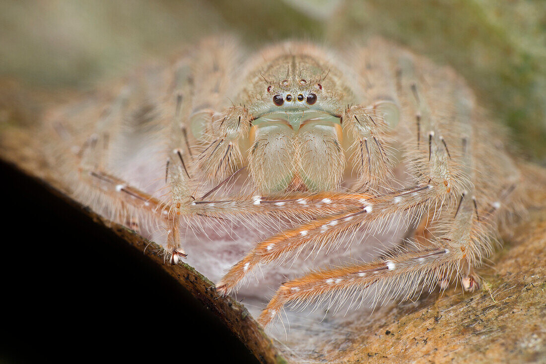 Huntsman spider guarding her eggs sac