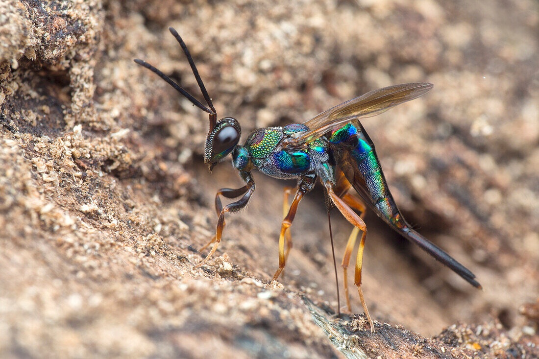 Eupelmid parasitic wasp laying eggs