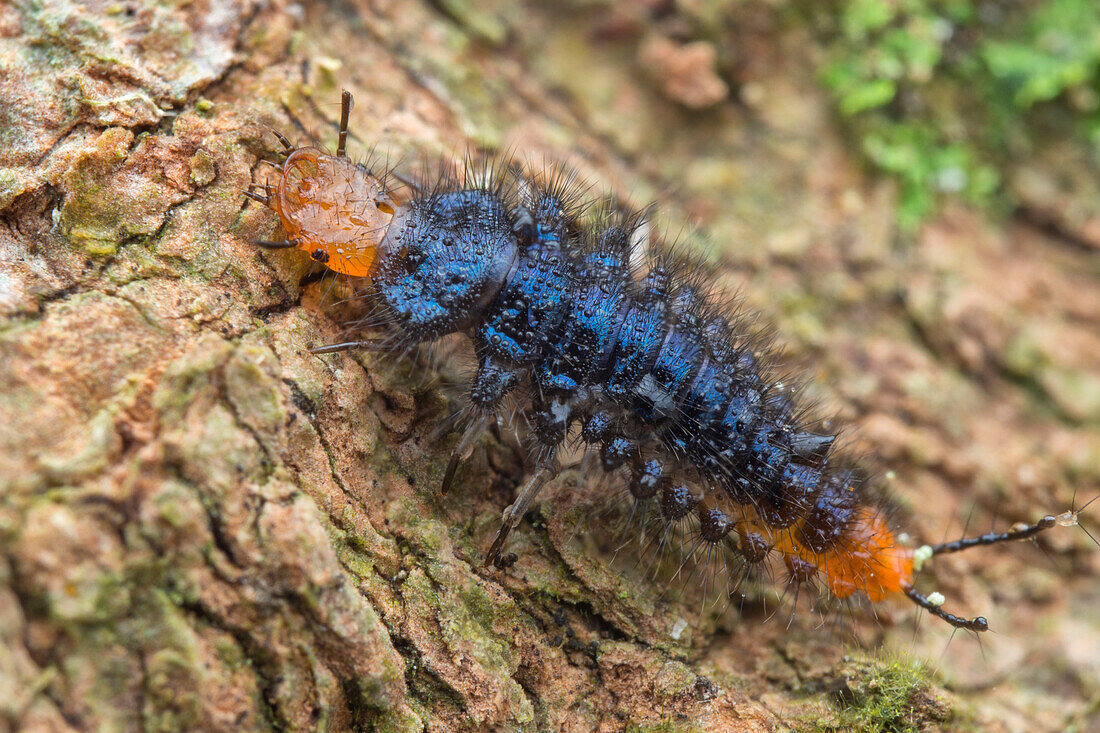 Blue ground beetle larva