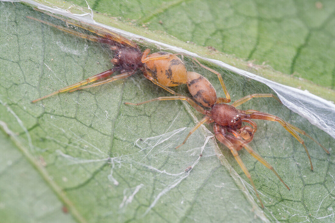 Mating sac spiders