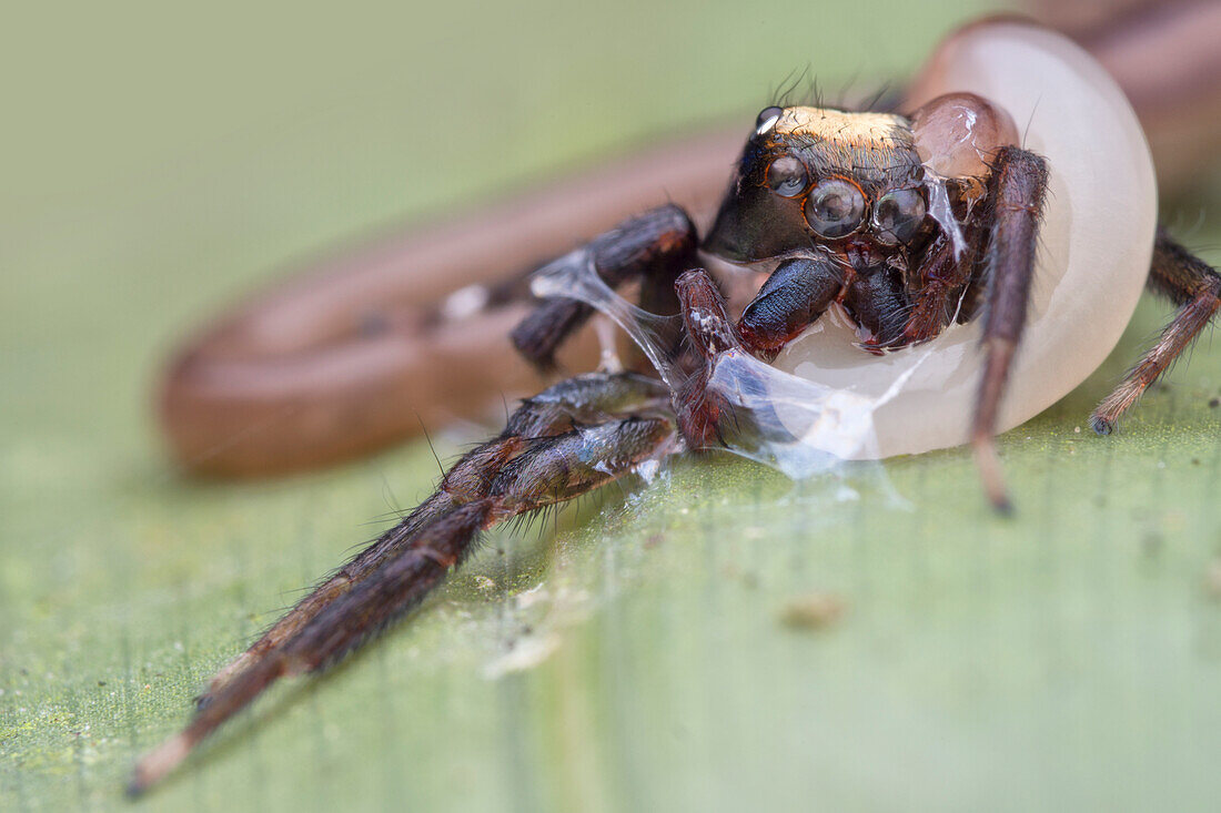 Ribbon worm eating jumping spider