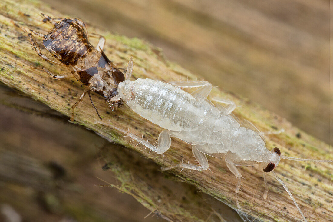 Moulting forest cockroach