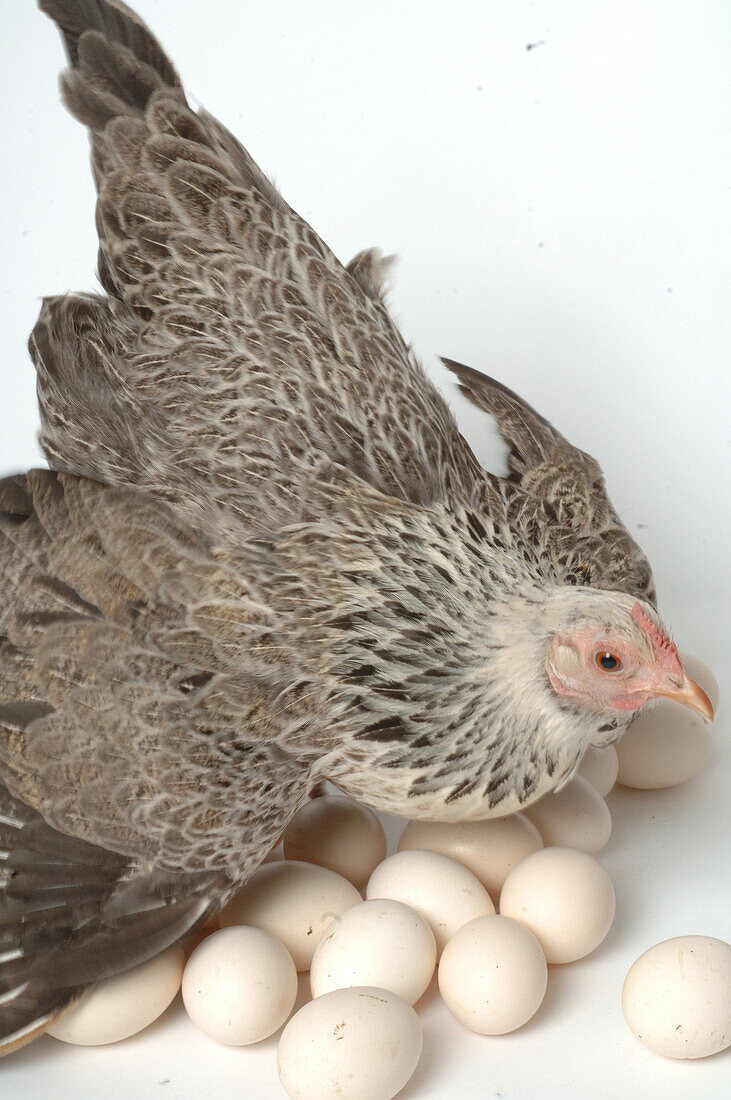 Chicken guarding her eggs
