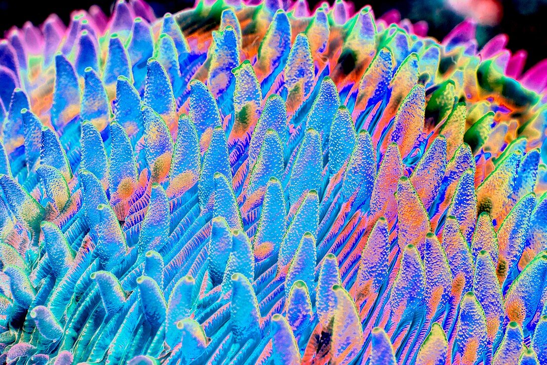 Mushroom coral, abstract image