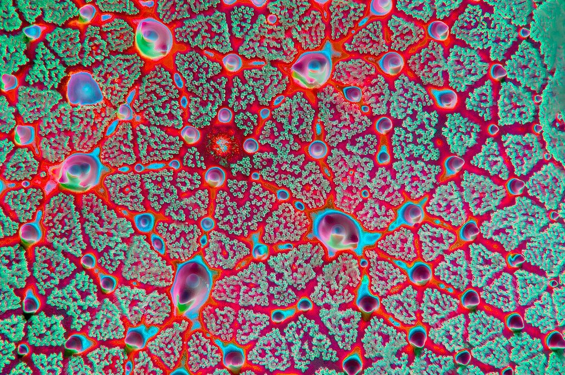 Starfish pattern, abstract image
