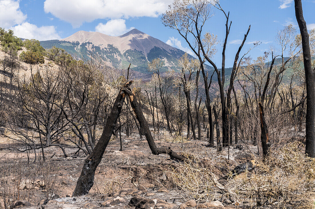 Burnt cottonwood trees along Pack Creek, Utah, USA