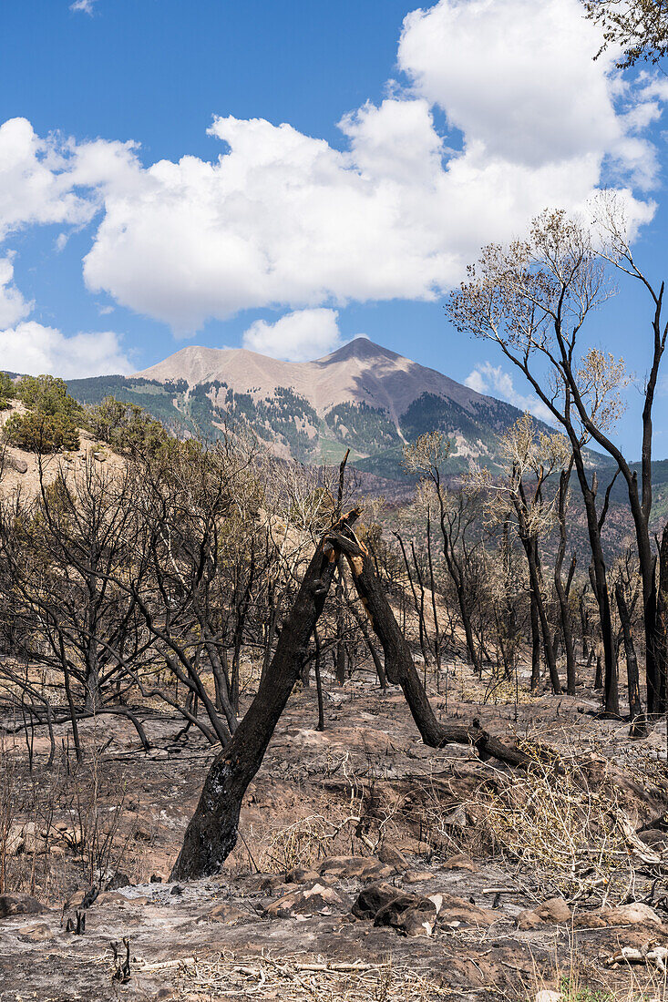 Burnt cottonwood trees along Pack Creek, Utah, USA