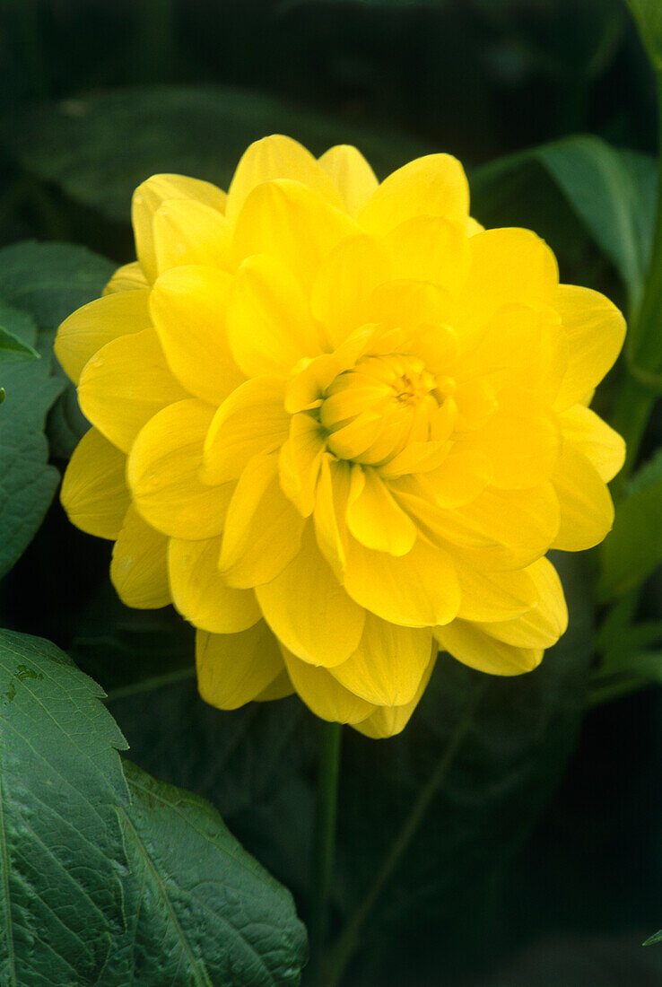 Dahlia 'Hans Ricken' flower