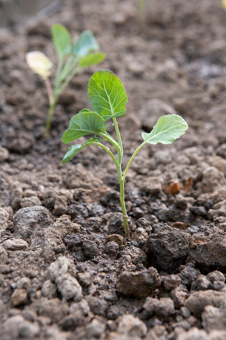 Savoy cabbage 'Tarvoy' seedling