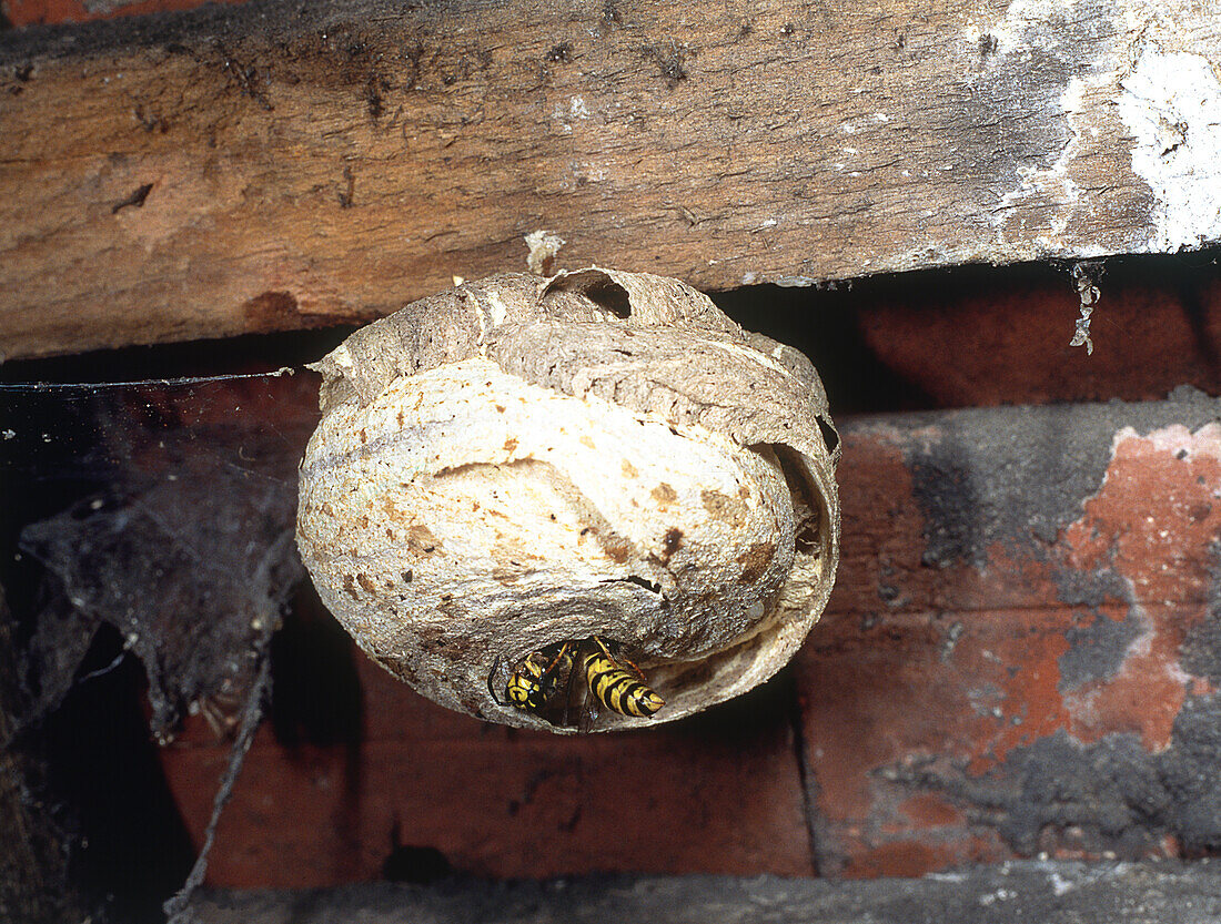 Worker wasps climbing out of nest