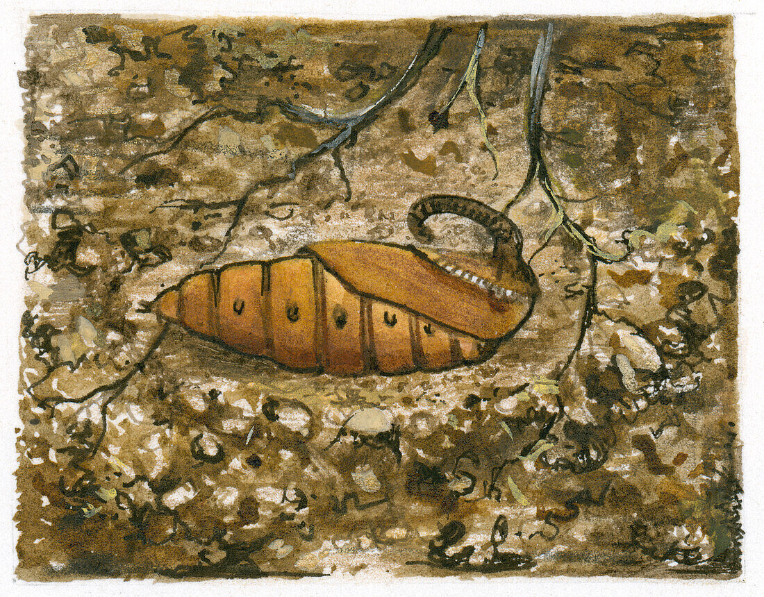 Brown butterfly pupa underground