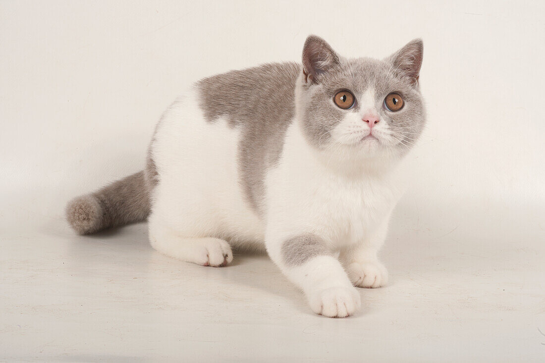 British shorthair bicolour kitten