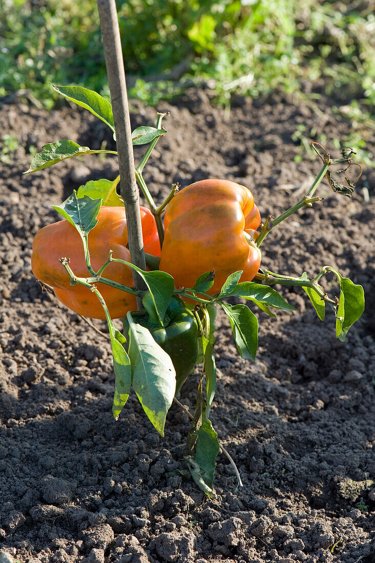 Peppers 'Orange Bell' in allotment